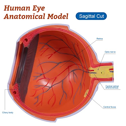 Faruijie 6 puta uvećani anatomski model ljudskog oka - točan model očiju pokazuje optičke živce rožnicu iris leća i staklasto