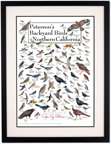 Zemljino nebo + voda - Peterson -ove dvorišne ptice sjeverne Kalifornije - plakat