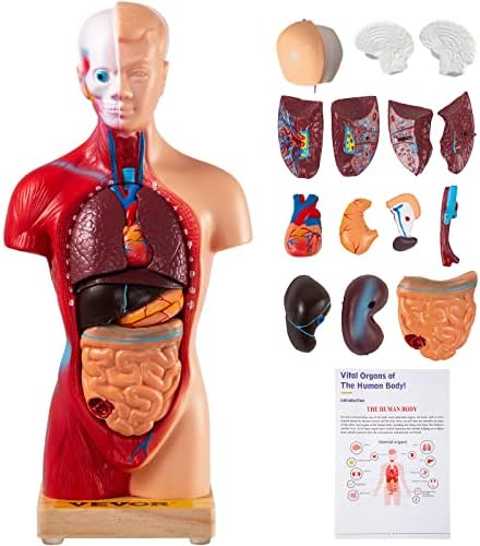 Vevor Model ljudskog tijela 15 Dijelovi 11 inčni model anatomije Medicinsko učenje Anatomskog modela kostura s uklonjivim